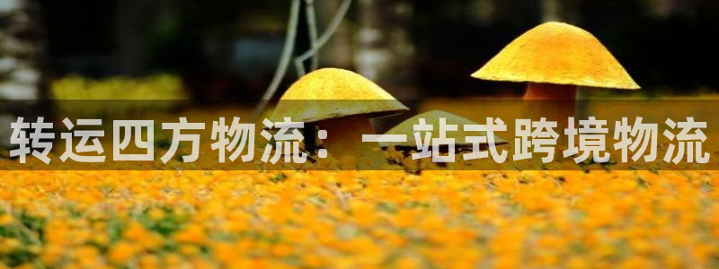 多多28官方网站：转运四方物流：一站